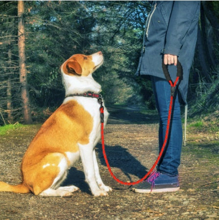 Reflective Nylon Dog Leash for Walking and Training Pets
